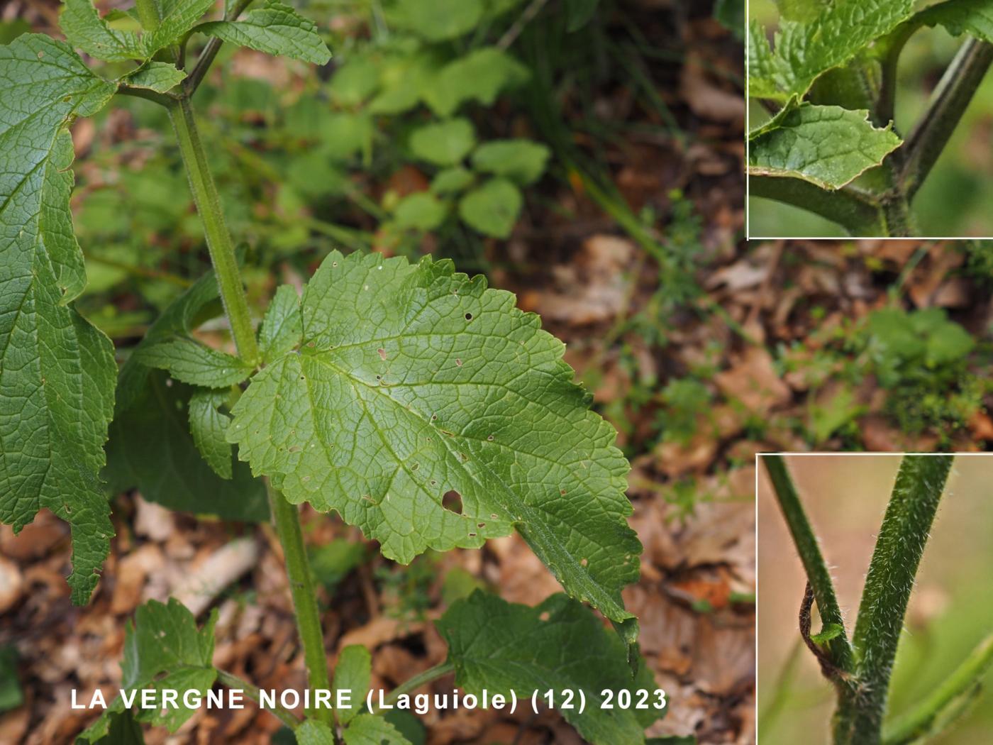 Figwort, Water leaf